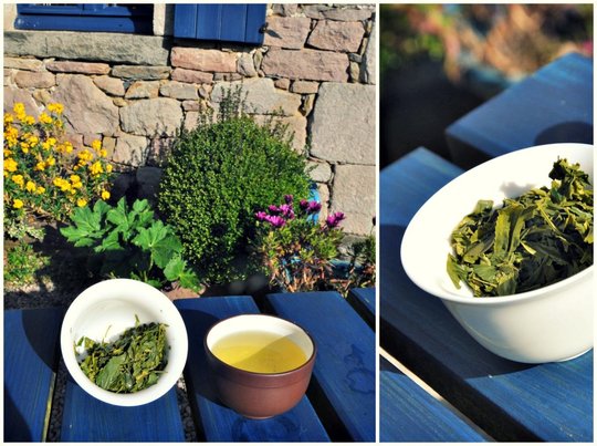 sencha.jpg