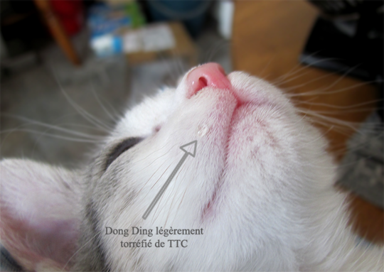 teapet.png