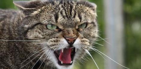 meute-de-chats.jpg