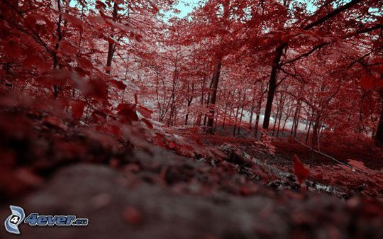 arbres,-feuilles-rouges,-foret-dautomne-171438.jpg