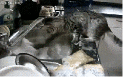682120001447059181.gif