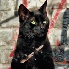 gif chat  fourbissant ses armes-se limant les griffesc.gif