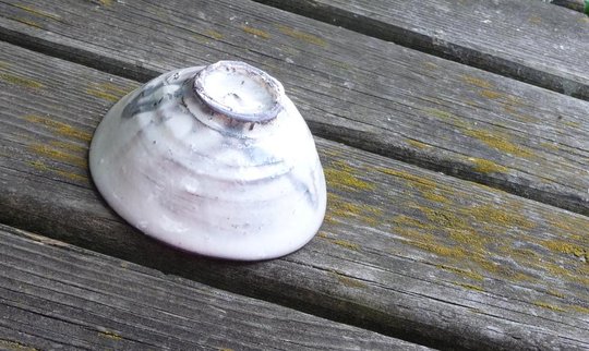P1070730wb.JPG