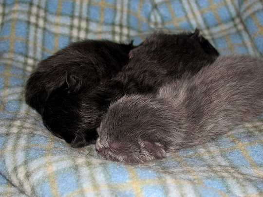 babypile.png