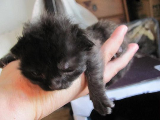 potterchaton.jpg