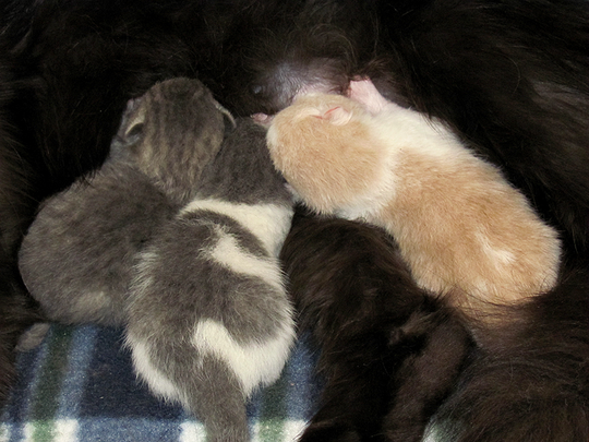 orphankittens.png