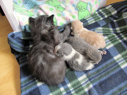 pinceauandbabies.png