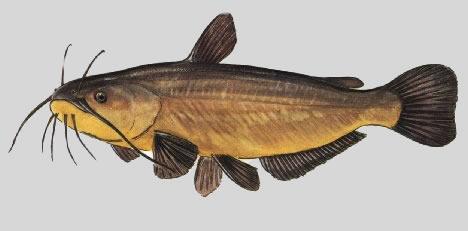 poisson%20chat.jpg