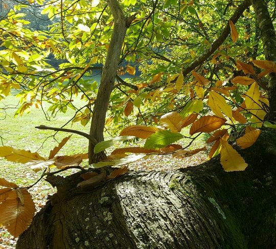 20161101_150340_crop_809x729.jpg