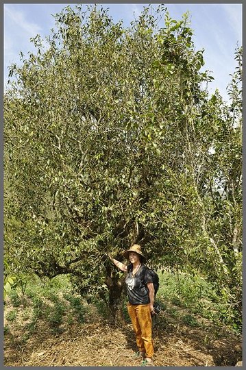 le vieil arbre 2015.jpg