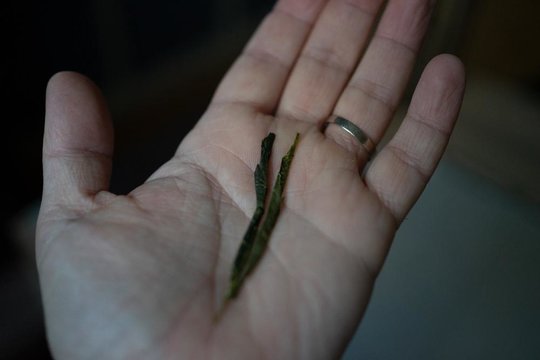 _Ujitawara_Kancha-3.jpg