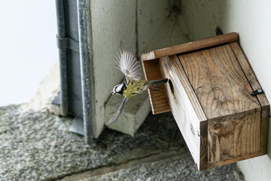 _LJ_Xihu_Oiseau-9.jpg