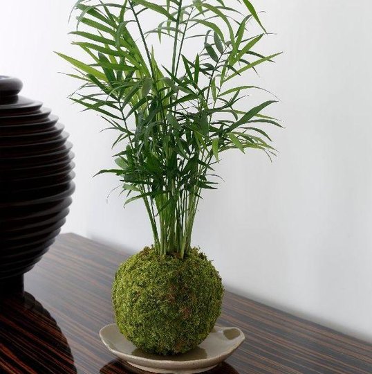 Atelier Idées Japon_kokedama.jpg