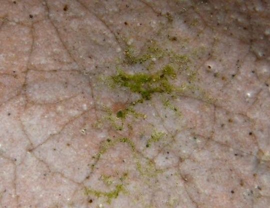 image.jpg